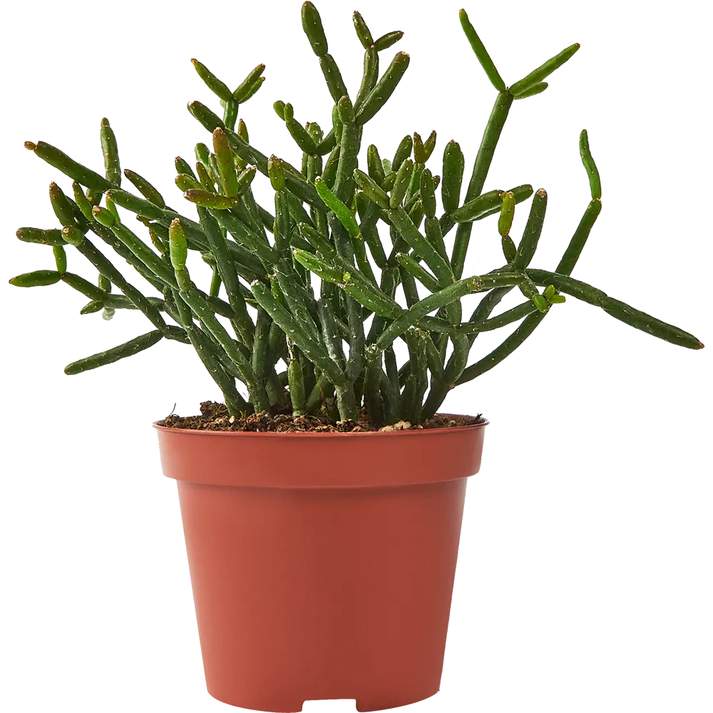 Santreyd Рипсалис микс — вечнозеленый кактус для интерьера 85325018 STLM-0061568 - Вид №1