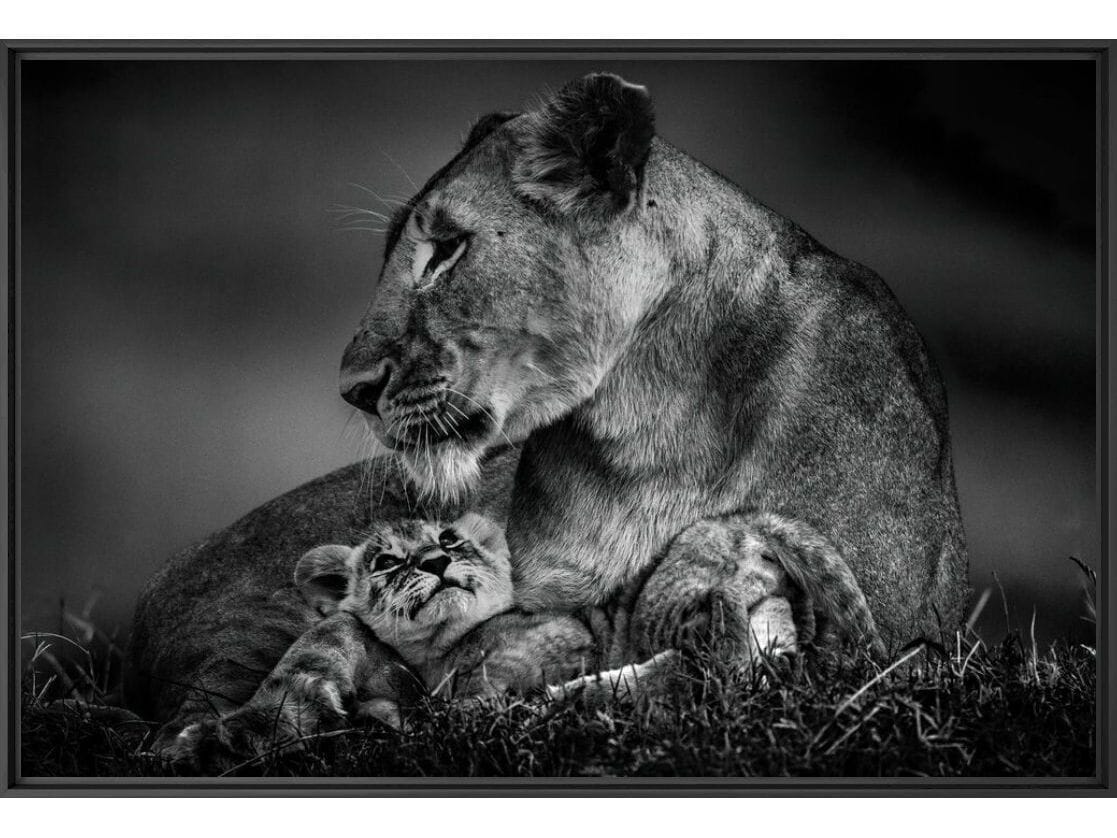 Печать фотографий на бумаге YellowKorner животное ARCH-00052844 - Вид №1