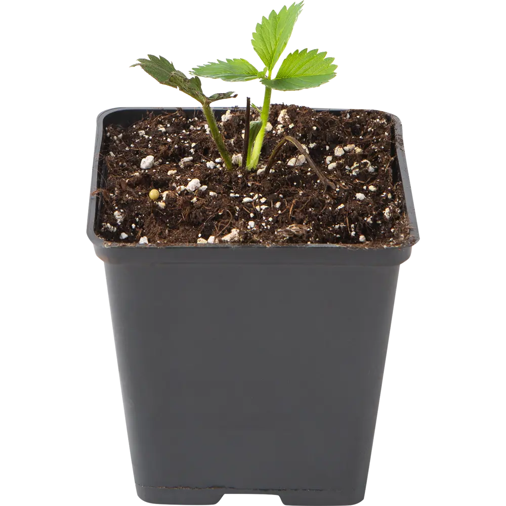 Земляника садовая «Эльвира» 9x15 см PLANTMARKET STLM-2051711