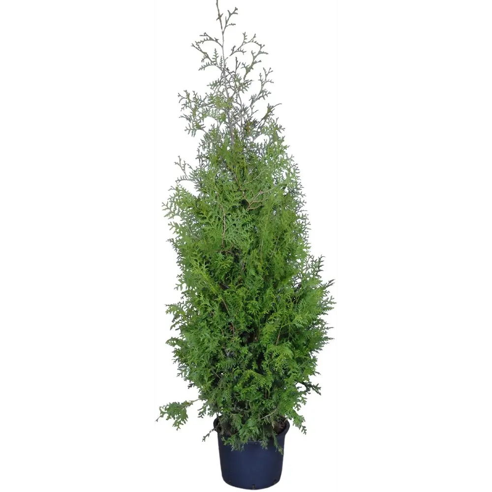 Туя «Брабант» 23x90 см 82598160 STLM-2159567 Santreyd 