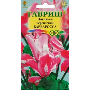 Цикламен персидский «Барбаросса», 3 шт. 82472683 STLM-2206088