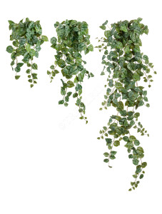 20.05190263GG-M Сциндапсус Пиктус серебристо-зелёный Цветочная коллекция