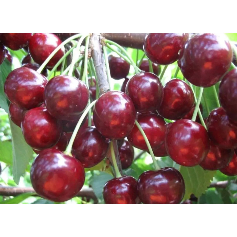 Саженец черешни Тютчевка высотой 120 см 89421407 PLANTMARKET STLM-1565813