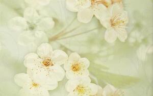 Сакура зеленый 01 25х40