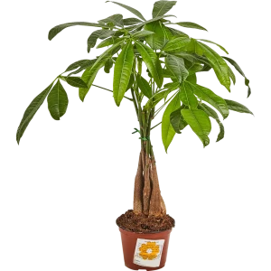 Пахира 12x45 см 82850371 STLM-2072911