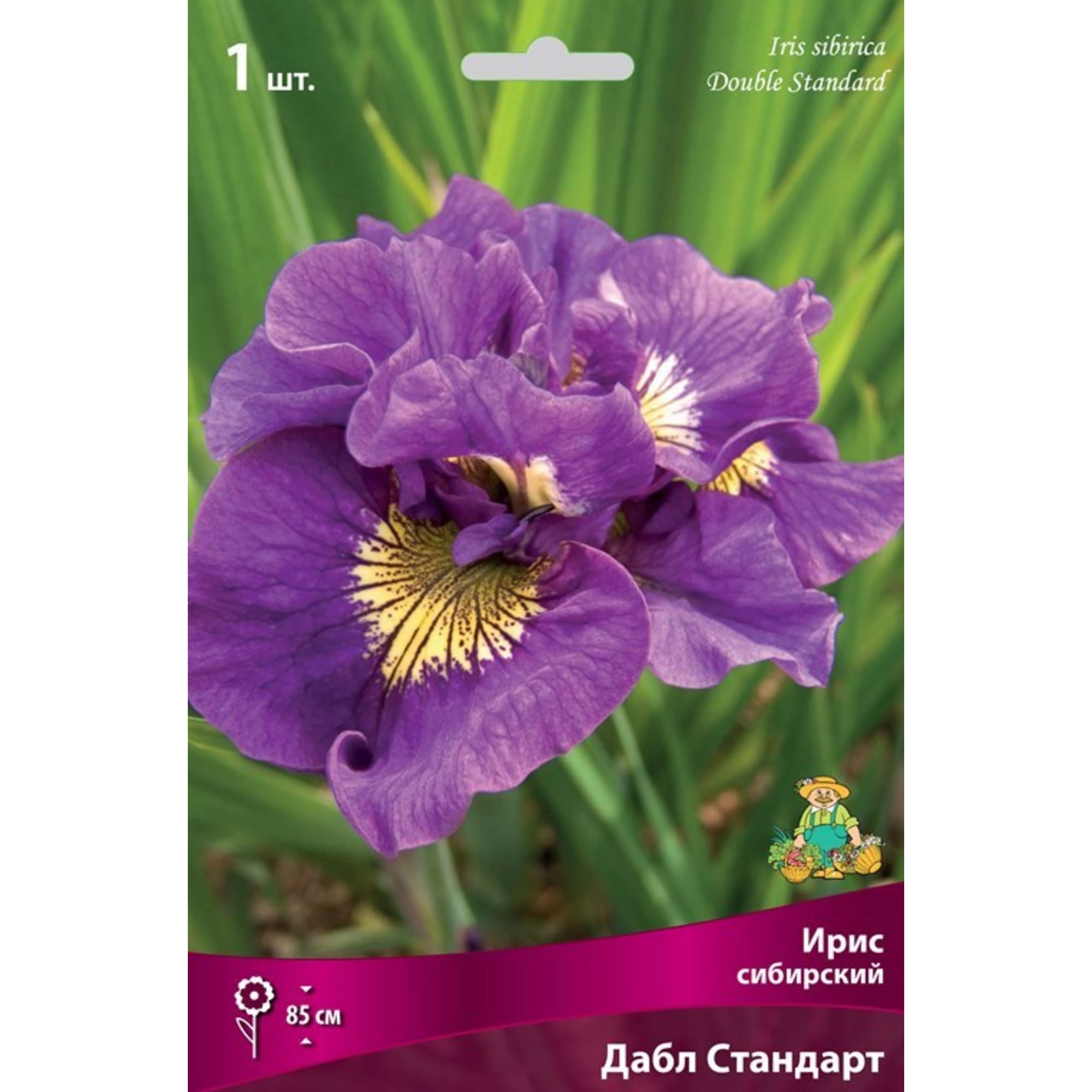 83597276 Ирис сибирский Дабл Стандарт луковица I Santreyd 