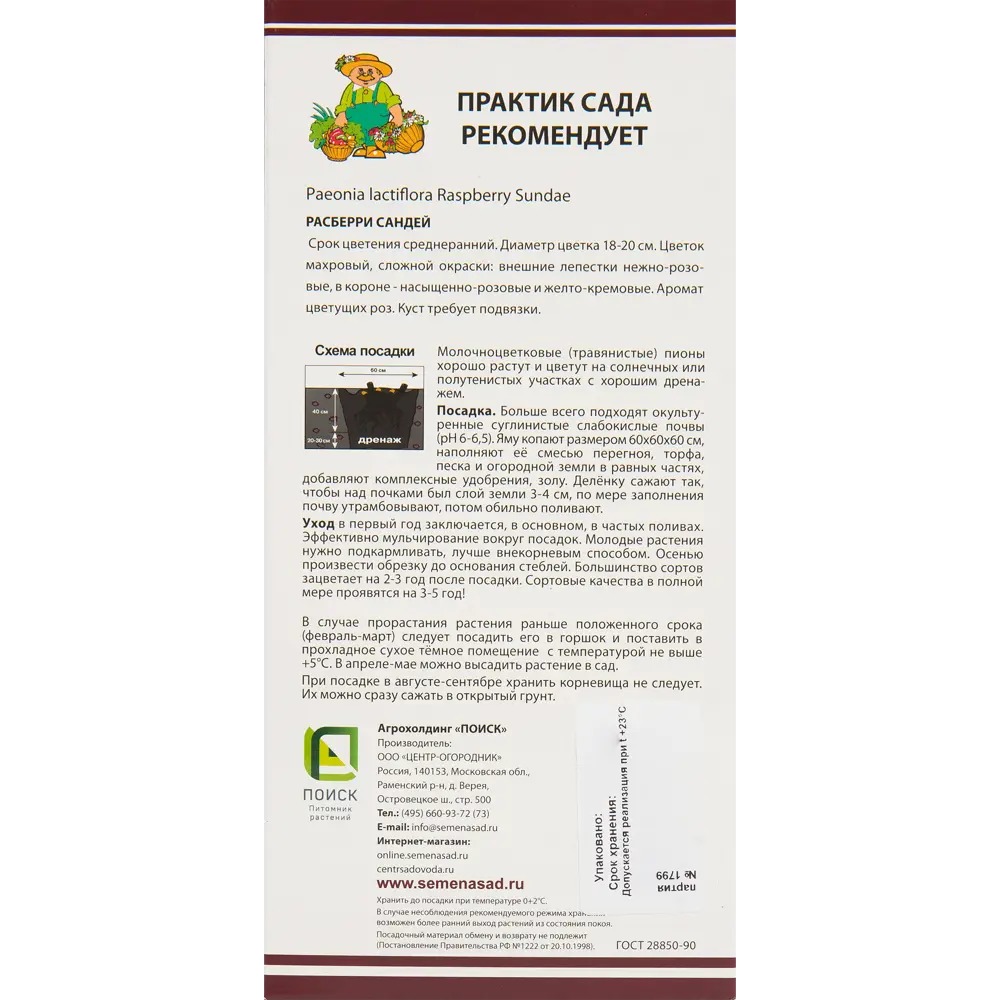 Пионы травянистые Расберри Сандей 82530294 STLM-2165722 Santreyd  - Вид №1