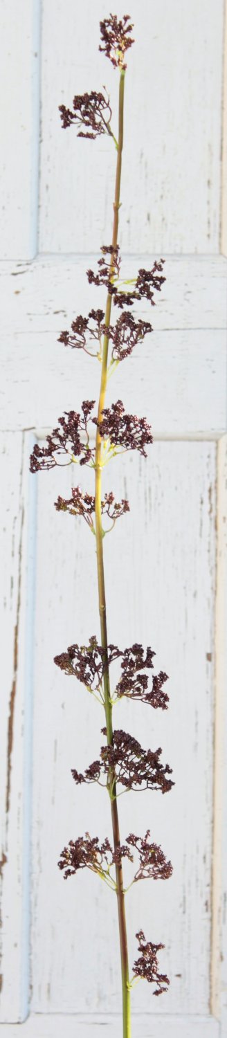 1953 666 a3 Спрей шелк ягодный, 120 см, коричневый H-andreas  - Вид №2