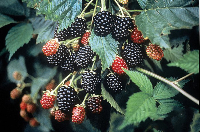 Саженец ежевики «Тройная Корона» Santreyd 82597072 STLM-0030988 - Вид №3