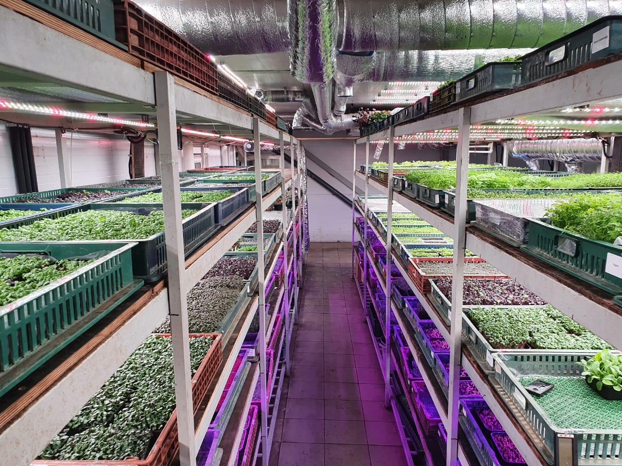 3395 Биколор Комфорт 2.5.b - Рассада,Микрозелень. Белый свет. LAB.Space  - Вид №5