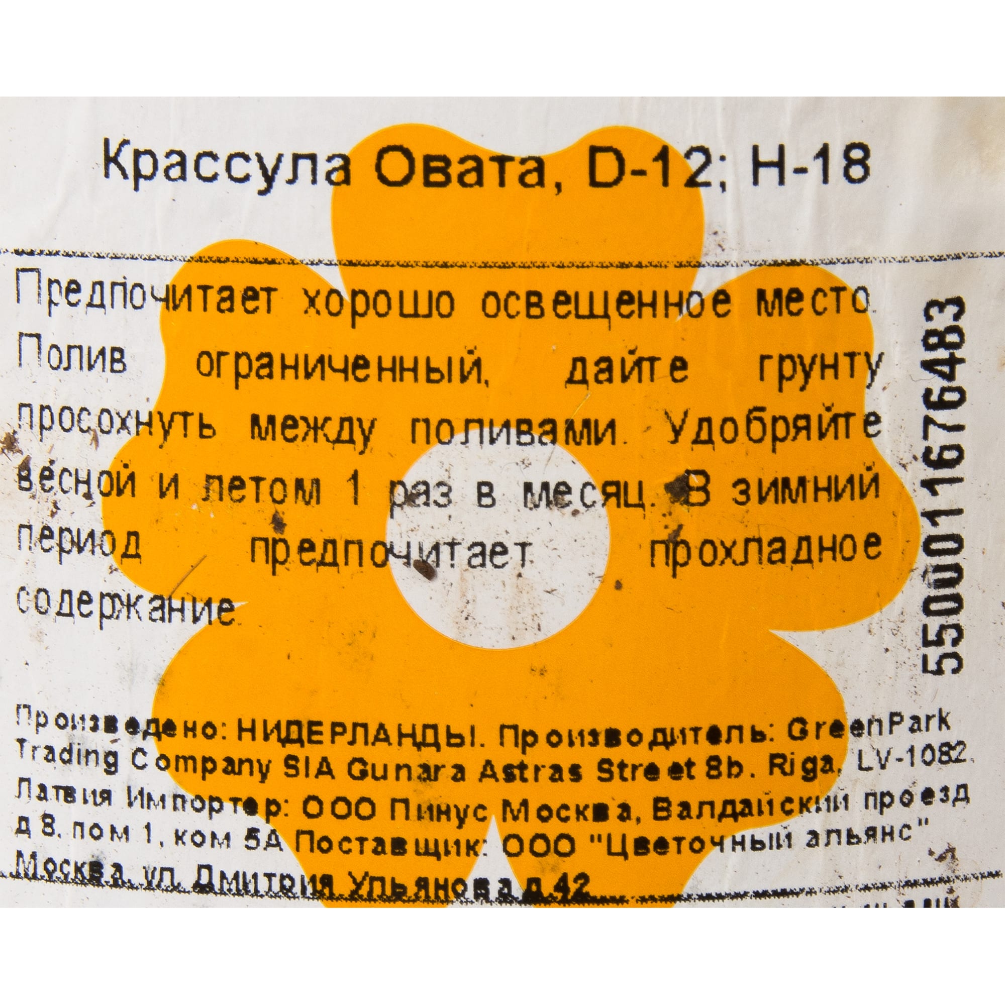 15163371 Крассула овата 12х20 см Santreyd  - Вид №2