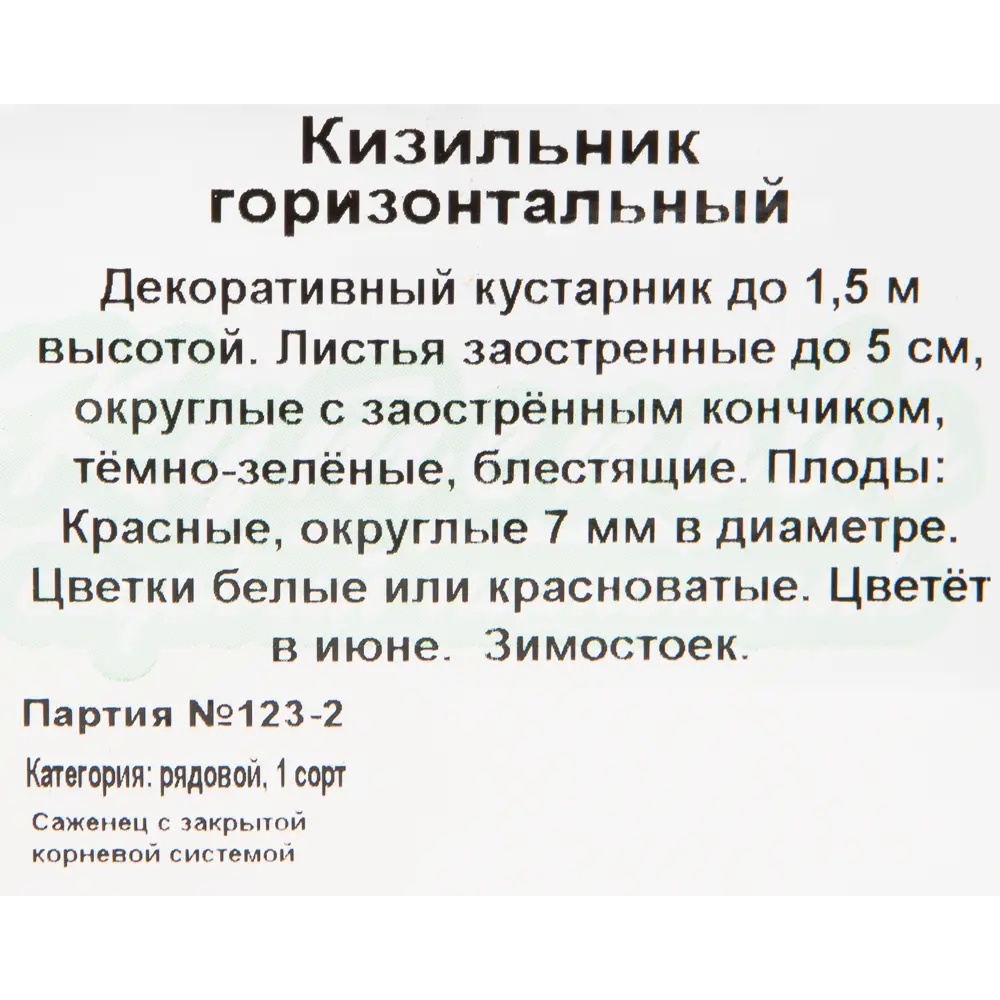 Кизильник горизонтальный С1, 20 см 18321021 STLM-2116164 Santreyd  - Вид №2