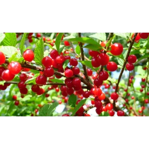 Вишня войлочная Натали ø30 h50 см v3.5 л 84592265 STLM-2065396