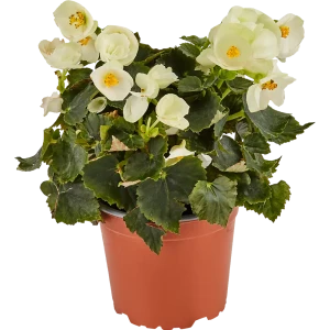 Бегония микс ø12 h15 см 82807728 STLM-2188173