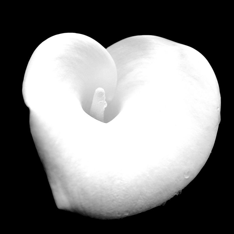 0552/CX38 Картина 0552 Adriani e Rossi 