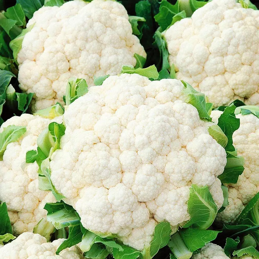 Капустаная в кассете 6 шт Поиск Santreyd STLM-2176351