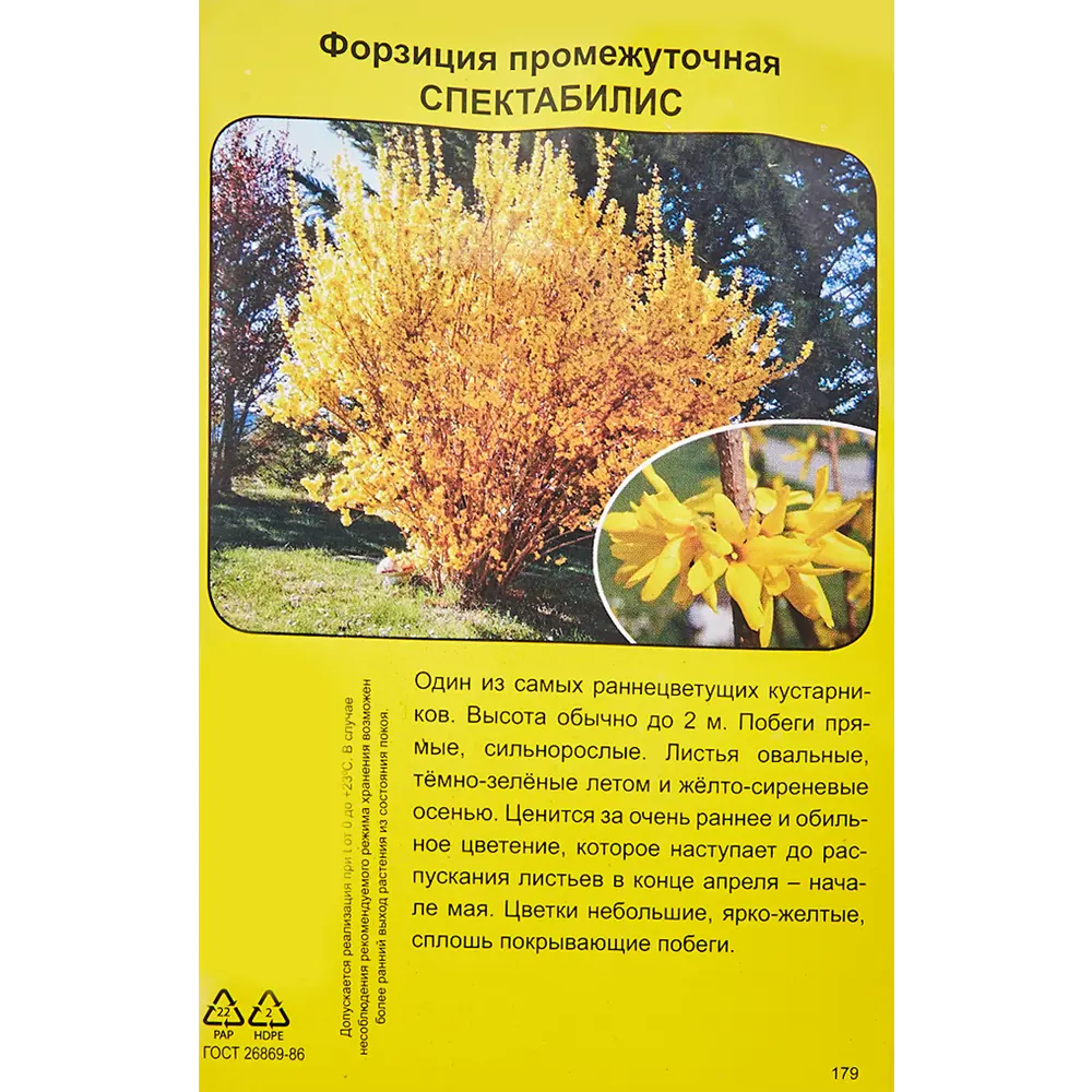 Форзиция в пакете Поиск Инвест 82527934 STLM-2164073 Santreyd  - Вид №2