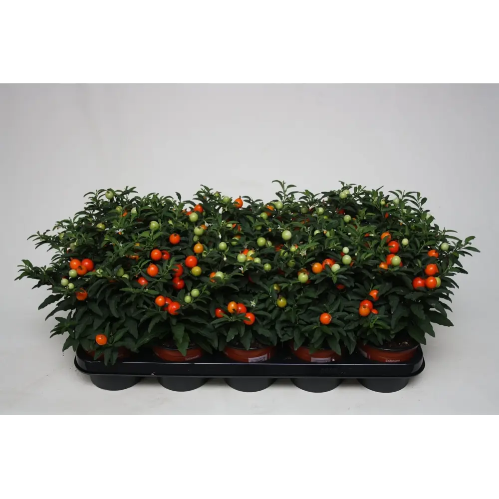 Соланум псевдокапсикум d12 h25 Santreyd STLM-2021845