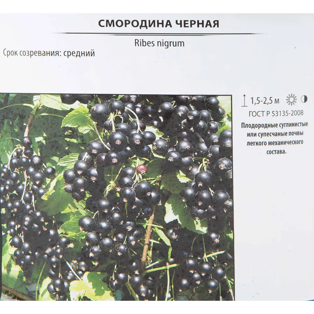 Смородина чёрная «Экзотика» 17x30 см 82585446 STLM-2167111 Santreyd  - Вид №1