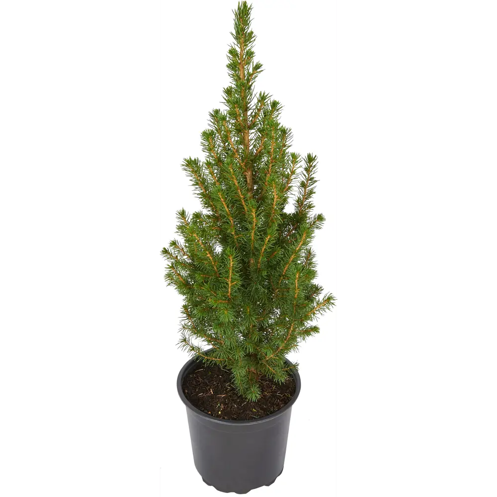 Ель Коника ø11 h25 см Santreyd STLM-2051615