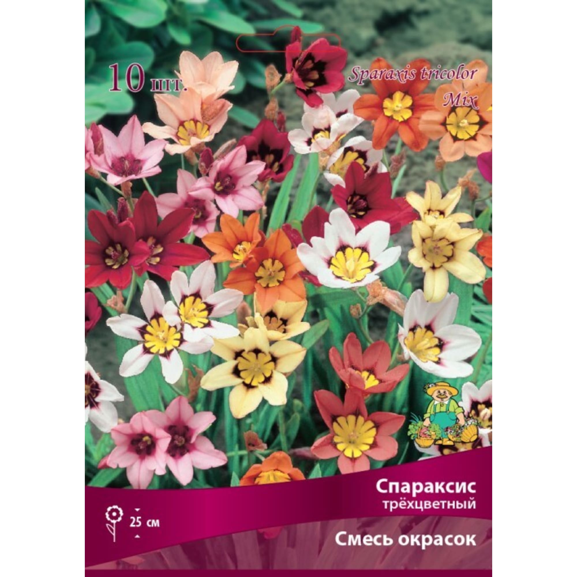 Спараксис трёхцветный Бордо микс луковица 5 ПОИСК 83598119