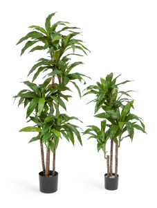 10.58204N Драцена Джанет Крейг зелёная Цветочная коллекция