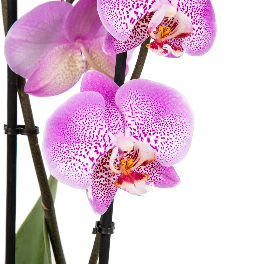 Орхидея Фаленопсис Джиллиан ø12 h65 см Santreyd STLM-2009698 - Вид №4