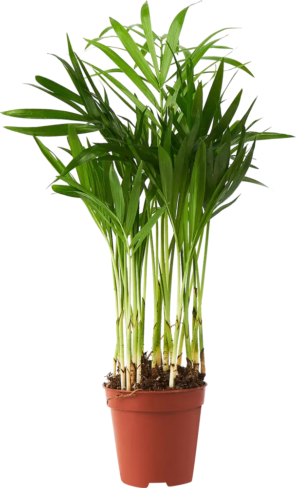 Santreyd Хамедорея Элеганс — изящная комнатная пальма 85324850