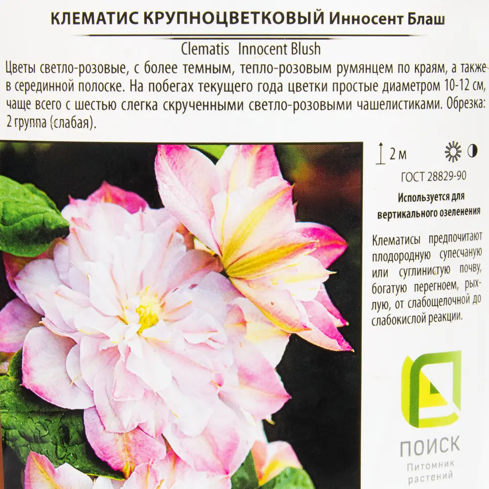 Клематис крупноцветковый «Инносент Блаш» 2 л h20 см 82219456 STLM-2051041 Santreyd  - Вид №1