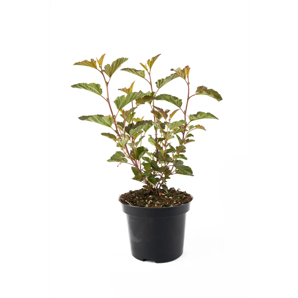 Пузыреплодник Diabled Or Santreyd - декоративный кустарник с меняющейся окраской 85292591 STLM-0960470