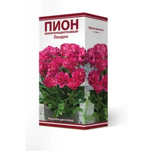 Пион молочноцветковый травянистый «Лондон для Патио» разбор 2-3 82661857 STLM-2006188