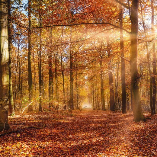 8-997-Golden-Dawn Фотообои Komar Vol.15 3.68х2.54 м 8997GOLDENDAWN