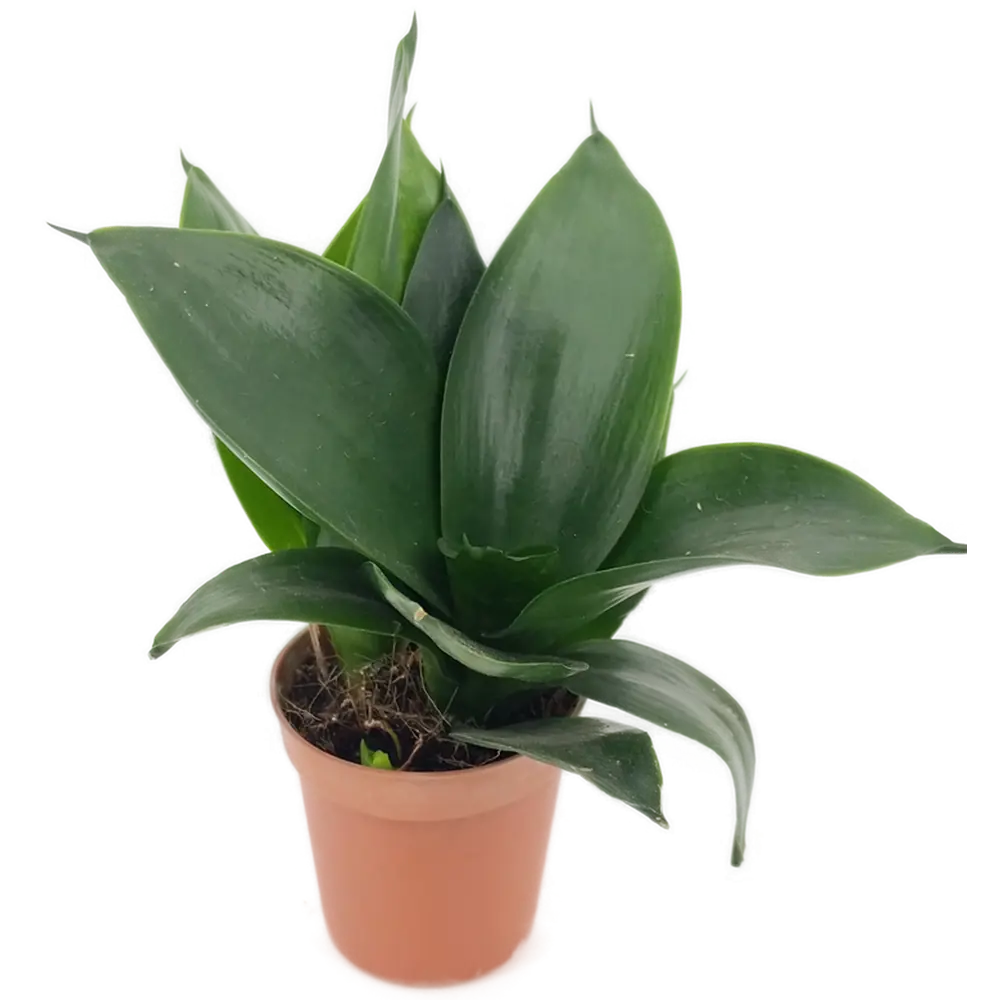 Santreyd Суккулент Сансевиерия микс - живой декор для интерьера 82935484 STLM-0038141