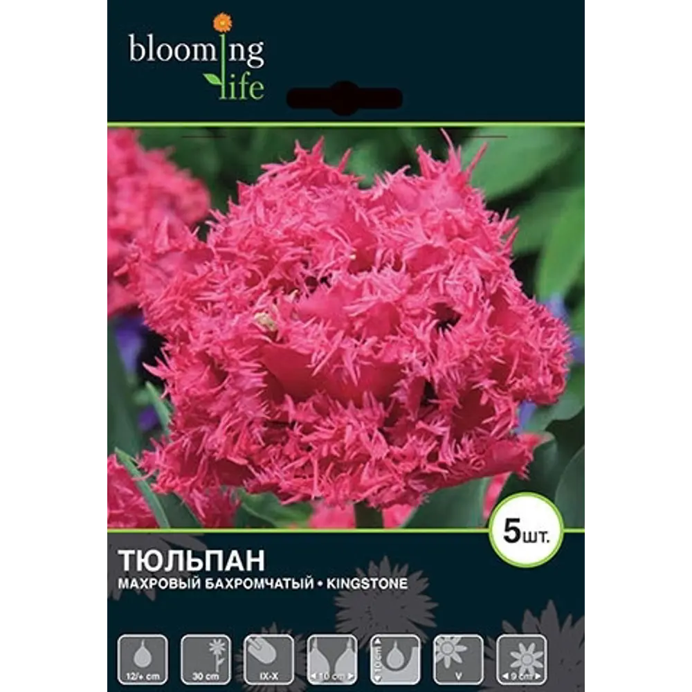 Тюльпан Кингстон 12/plus, 5 шт. 13275345 STLM-2030197 Santreyd 