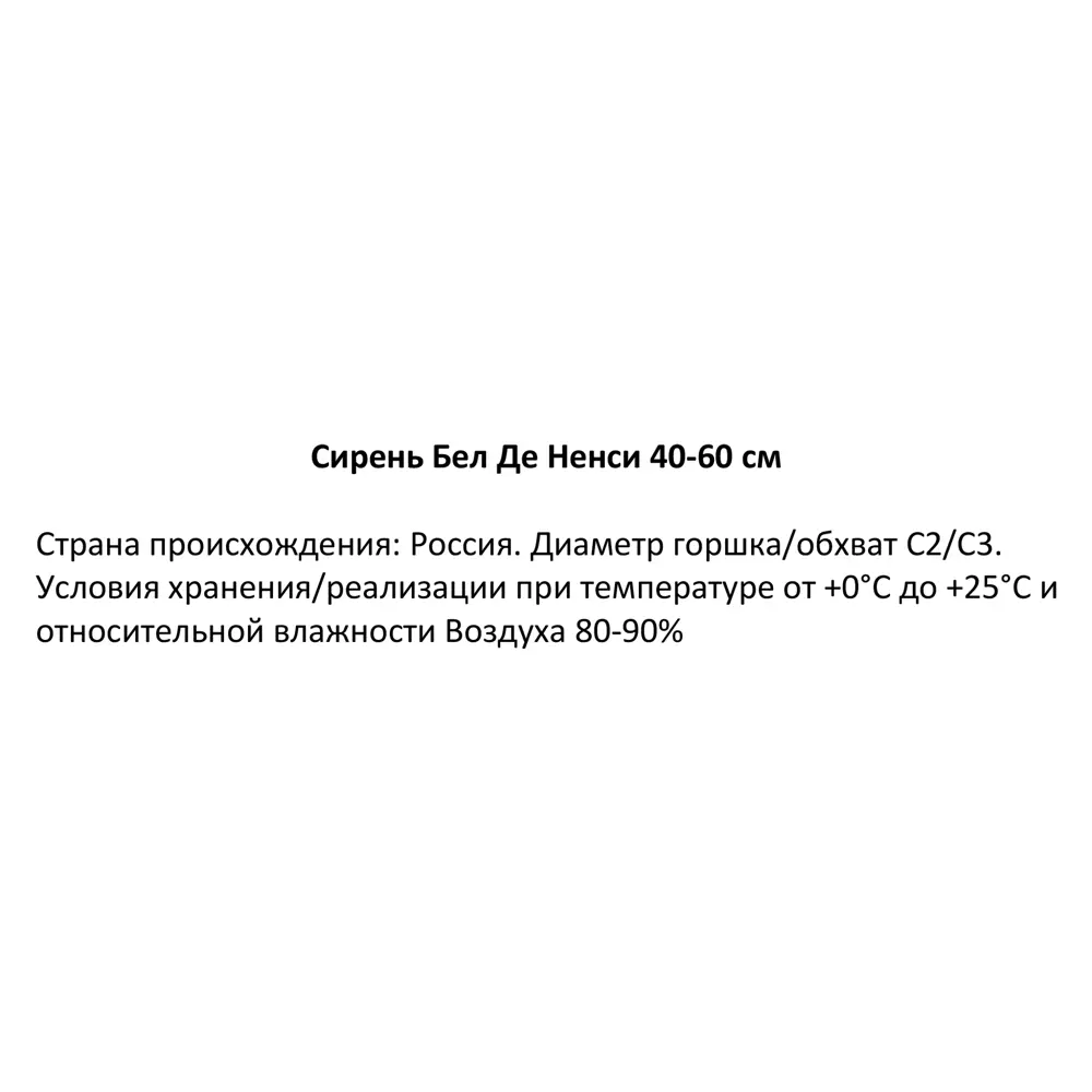 Сирень Бел Де Ненси ø19 см h40-60 см 85087631 STLM-2015187 Santreyd  - Вид №2