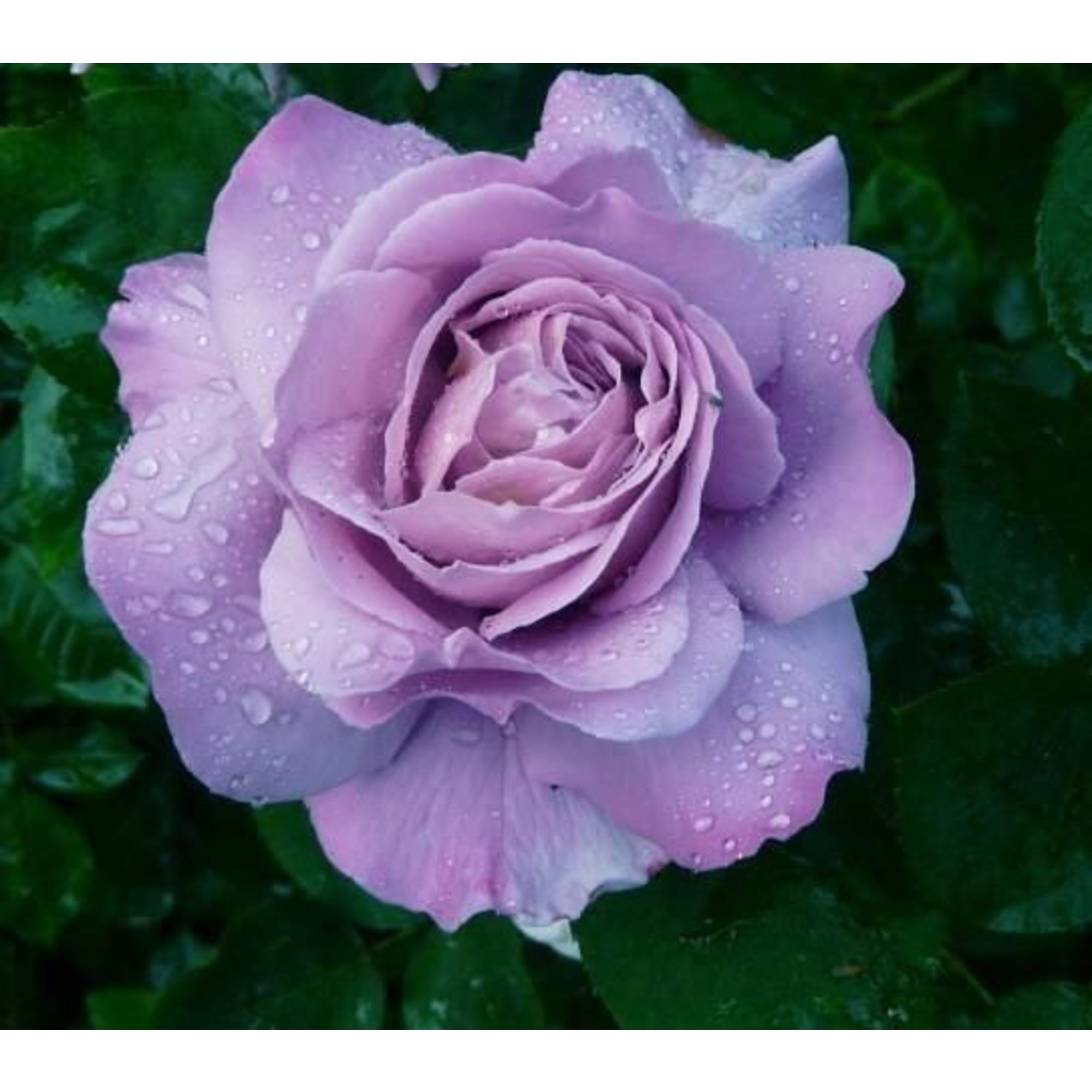 83761570 Роза чайно-гибридная Вальцтайм Santreyd 