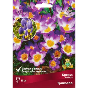 Крокус Зибера Триколор луковица 5/7, 10 шт. 88294629 STLM-2026256