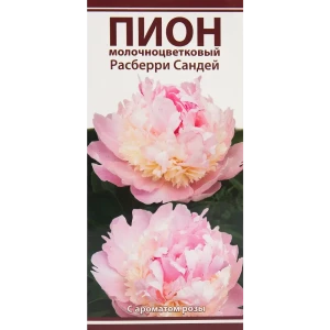 Пионы травянистые Расберри Сандей 82530294 STLM-2165722
