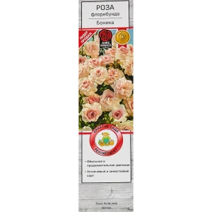 Роза флорибунда Боника в тубе Поиск Инвест 18348347 STLM-2076488