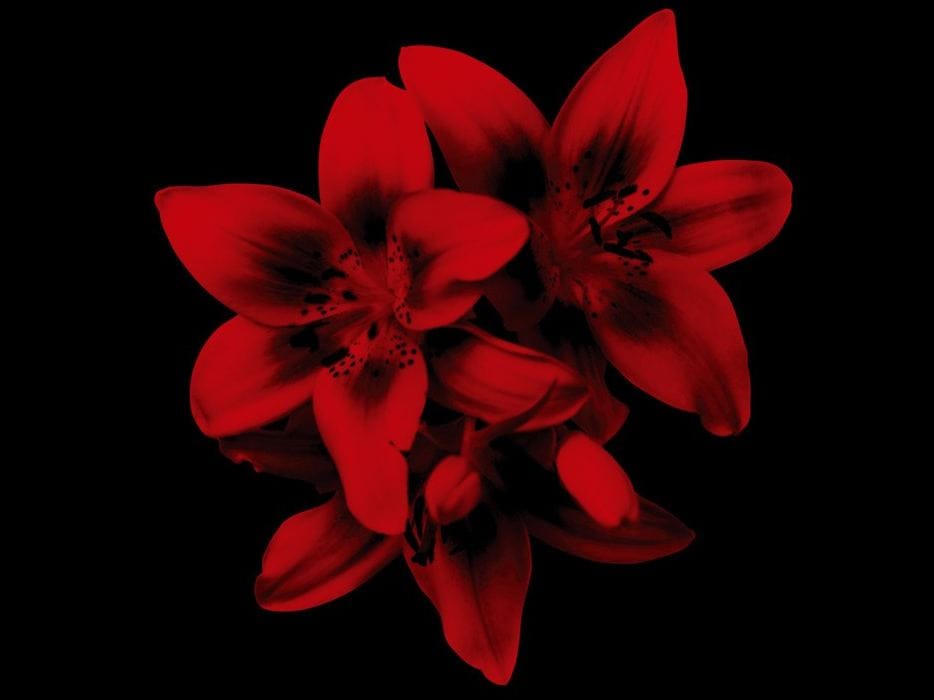 Обои с цветочными мотивами Wall&decò Современные обои 2010 ARCH-00145150 - Вид №2