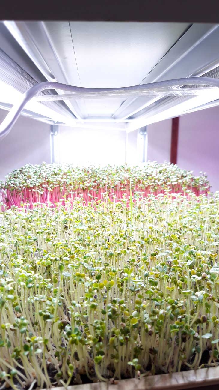 1038 Фитолампа для растений линейная VA-3 120 см Биколор комфорт 5000+660 LAB.Space  - Вид №7