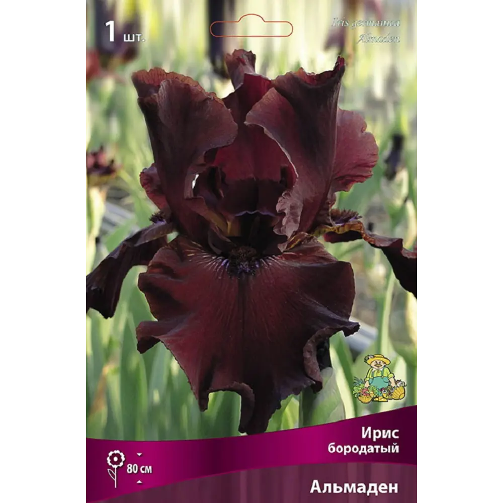 Ирис бородатый Альмаден - луковицы для яркого сада 89433485 ПОИСК STLM-1579334