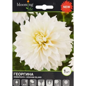 Георгина Фимбриата Грехем Айленд 1 шт. 83628445 STLM-2001123