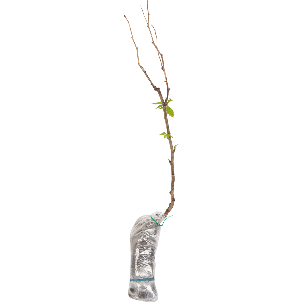 Малина садовая Пересвет в тубе 82539569 STLM-2118851 BOTANIC COLLECTION  - Вид №1