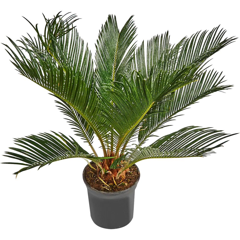 Santreyd Цикас революта — живая саговая пальма для интерьера 82578958 STLM-0030508