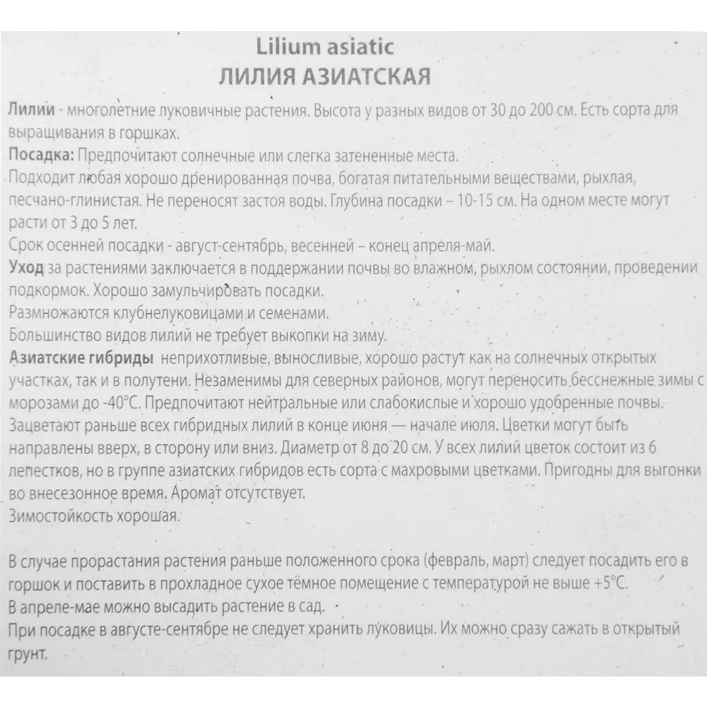Лилия азиатская Йеллоу Тайгер ПОИСК STLM-2073590 - Вид №2