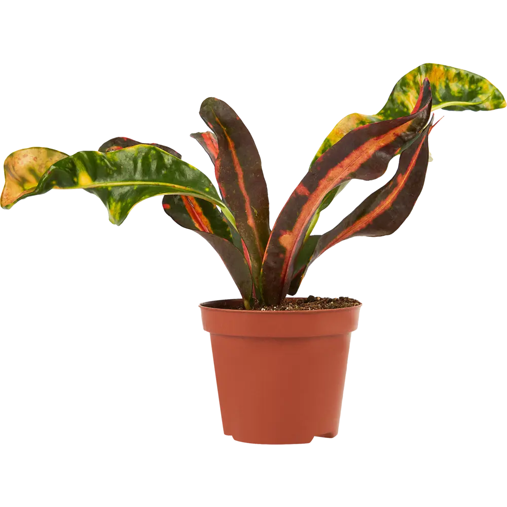 Santreyd Кротон микс - яркое комнатное растение с декоративными листьями 85325000 STLM-0061551