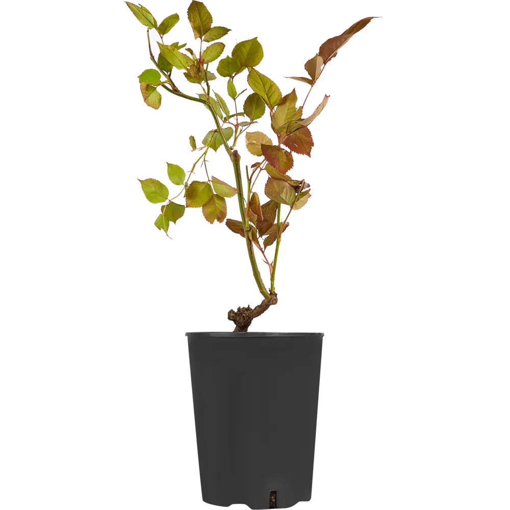 Роза чайно-гибридная Блэк Баккара ø19 h55 см 84827538 STLM-2165907 PLANTMARKET  - Вид №1