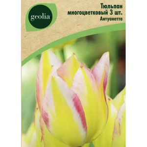 Тюльпан многоцветковый Антуанетта 3 шт.