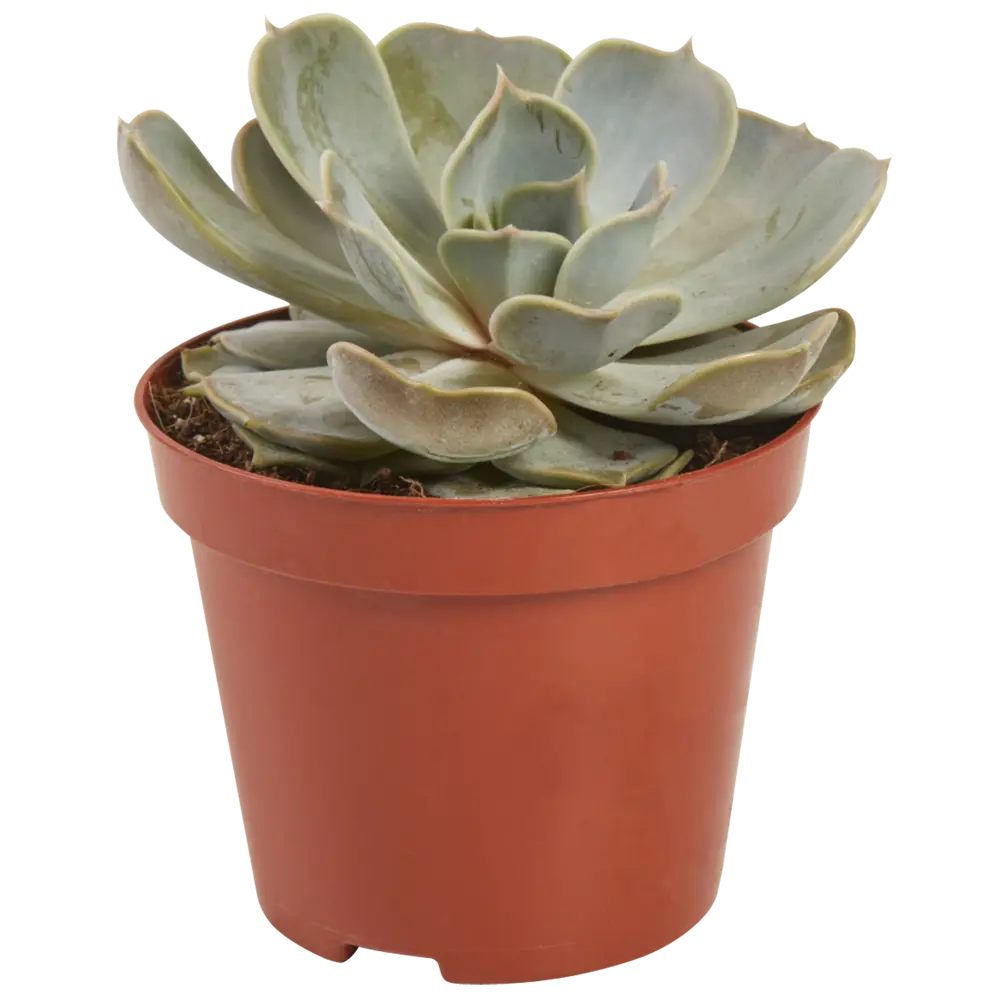 Santreyd: Композиция суккулентов 6 видов для интерьера 82399788 STLM-0026508